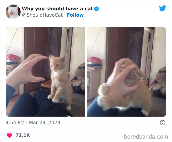 This Twitter Account Shares “Reasons” Why You Should Have A Cat, And Here Are 50 Of The Top Ones This Twitter Account Shares “Reasons” Why You Should Have A Cat, And Here Are 50 Of The Top Ones