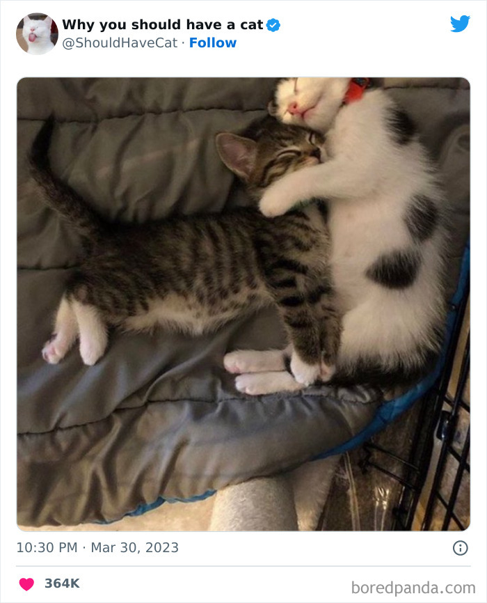 This Twitter Account Shares “Reasons” Why You Should Have A Cat, And Here Are 50 Of The Top Ones This Twitter Account Shares “Reasons” Why You Should Have A Cat, And Here Are 50 Of The Top Ones