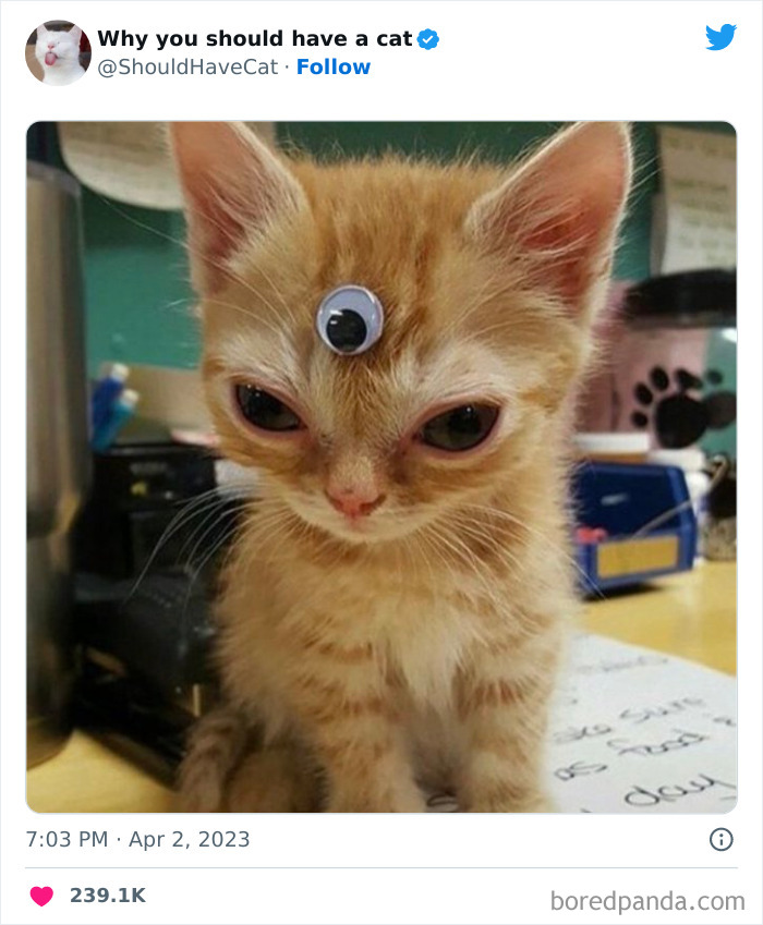 This Twitter Account Shares “Reasons” Why You Should Have A Cat, And Here Are 50 Of The Top Ones This Twitter Account Shares “Reasons” Why You Should Have A Cat, And Here Are 50 Of The Top Ones