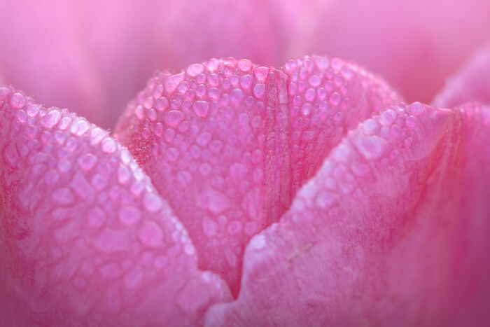 27 Photos Of Tulips In The Netherlands That I Took (New Pics) 27 Photos Of Tulips In The Netherlands That I Took (New Pics)