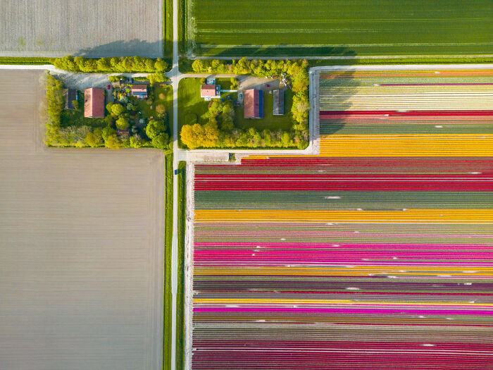 27 Photos Of Tulips In The Netherlands That I Took (New Pics) 27 Photos Of Tulips In The Netherlands That I Took (New Pics)