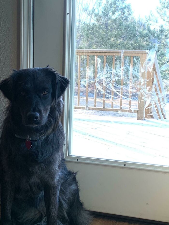 “What’s Wrong With Your Dog?”: 45 Funny Pics Of Dogs Being Goofy And Weird (New Pics) “What’s Wrong With Your Dog?”: 45 Funny Pics Of Dogs Being Goofy And Weird (New Pics)