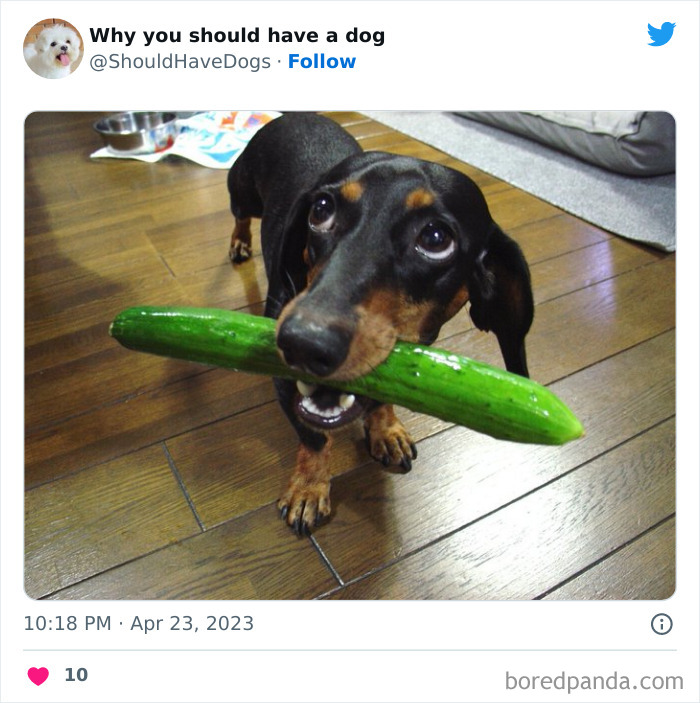 This Twitter Account Shares Pictures That Show Your Life Is Never Boring When You Have A Dog (50 Pics)