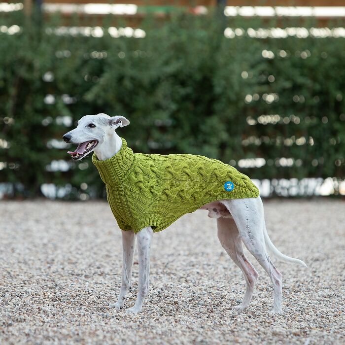 My Team Of Professionals Created 10 Stylish Outfits For Whippet Dogs My Team Of Professionals Created 10 Stylish Outfits For Whippet Dogs