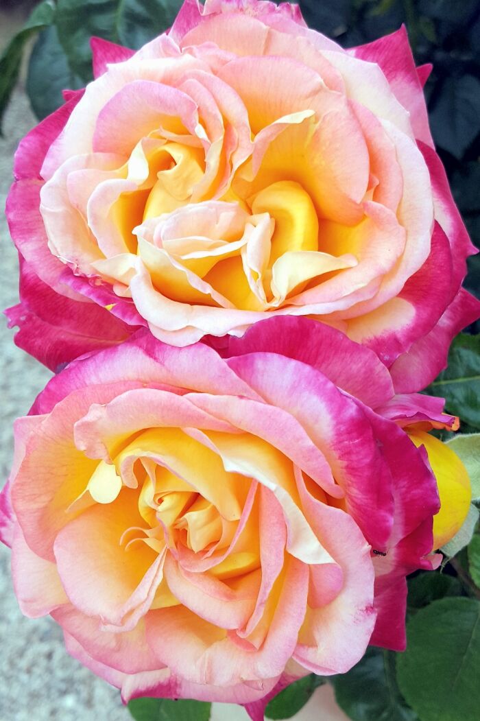 Hey Pandas, Show Us A Photo Of A Flower In Your Garden (Closed) Hey Pandas, Show Us A Photo Of A Flower In Your Garden (Closed)