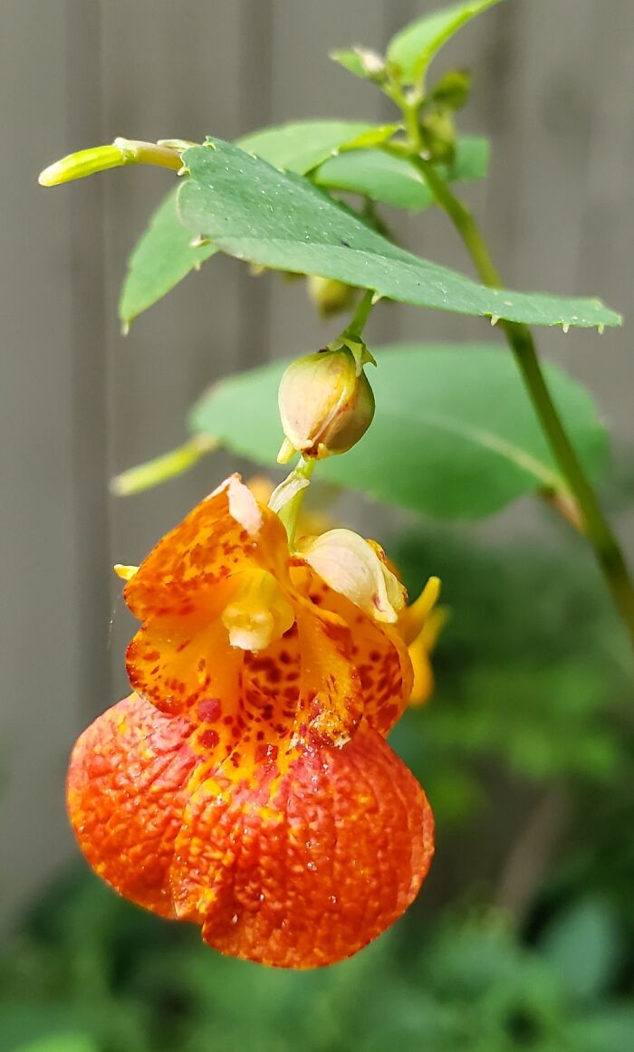 Hey Pandas, Show Us A Photo Of A Flower In Your Garden (Closed) Hey Pandas, Show Us A Photo Of A Flower In Your Garden (Closed)