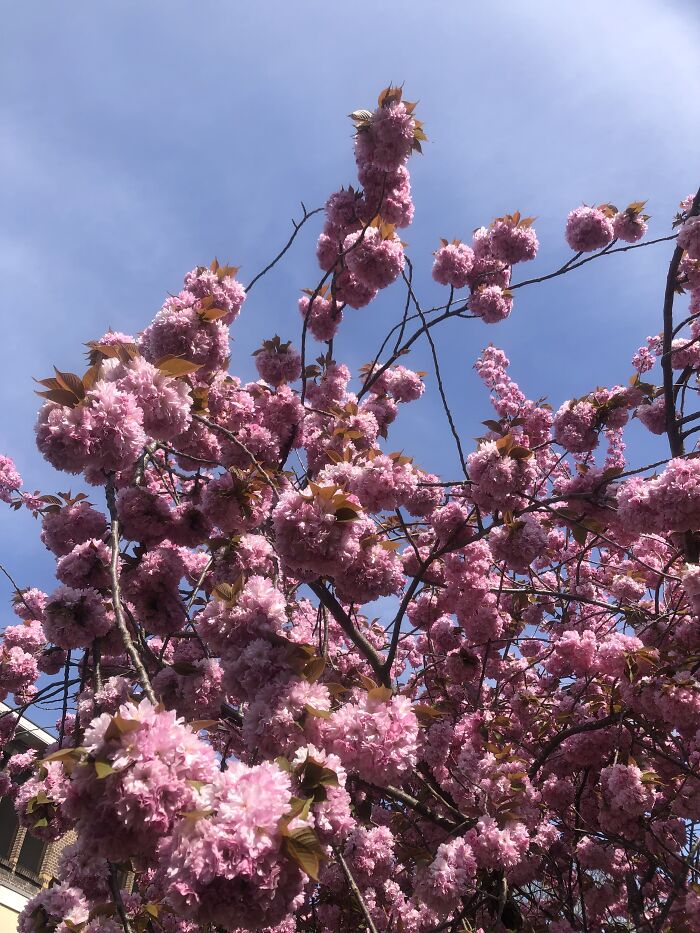 Hey Pandas, Show Us A Photo Of A Flower In Your Garden (Closed) Hey Pandas, Show Us A Photo Of A Flower In Your Garden (Closed)