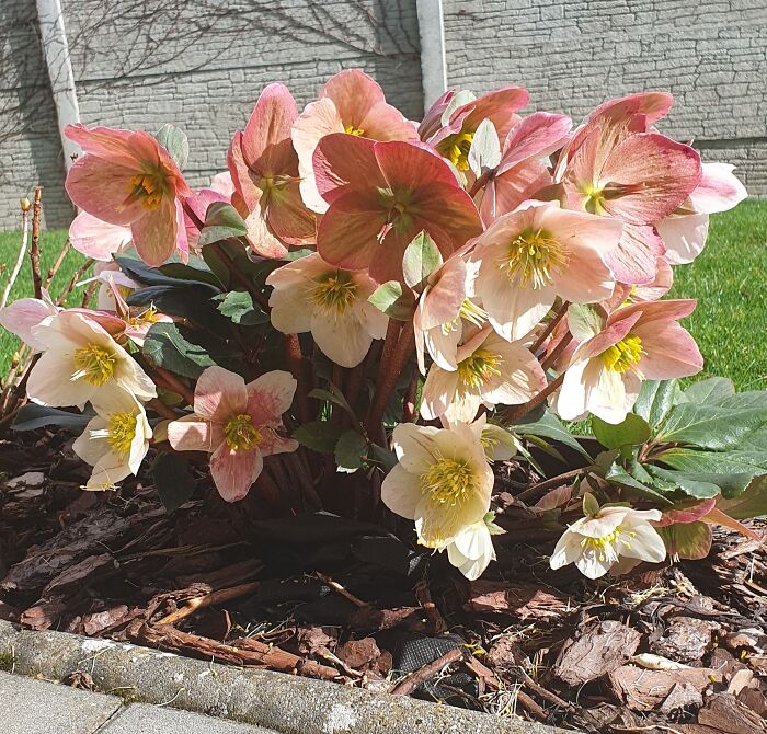 Hey Pandas, Show Us A Photo Of A Flower In Your Garden (Closed) Hey Pandas, Show Us A Photo Of A Flower In Your Garden (Closed)