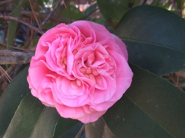 Hey Pandas, Show Us A Photo Of A Flower In Your Garden (Closed) Hey Pandas, Show Us A Photo Of A Flower In Your Garden (Closed)