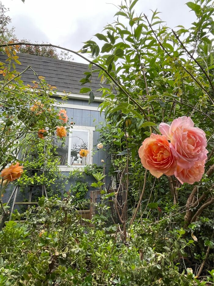 Hey Pandas, Show Us A Photo Of A Flower In Your Garden (Closed) Hey Pandas, Show Us A Photo Of A Flower In Your Garden (Closed)