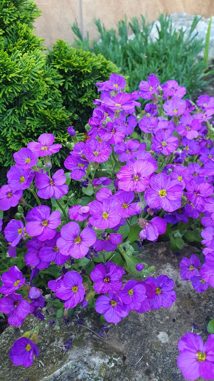 Hey Pandas, Show Us A Photo Of A Flower In Your Garden (Closed) Hey Pandas, Show Us A Photo Of A Flower In Your Garden (Closed)