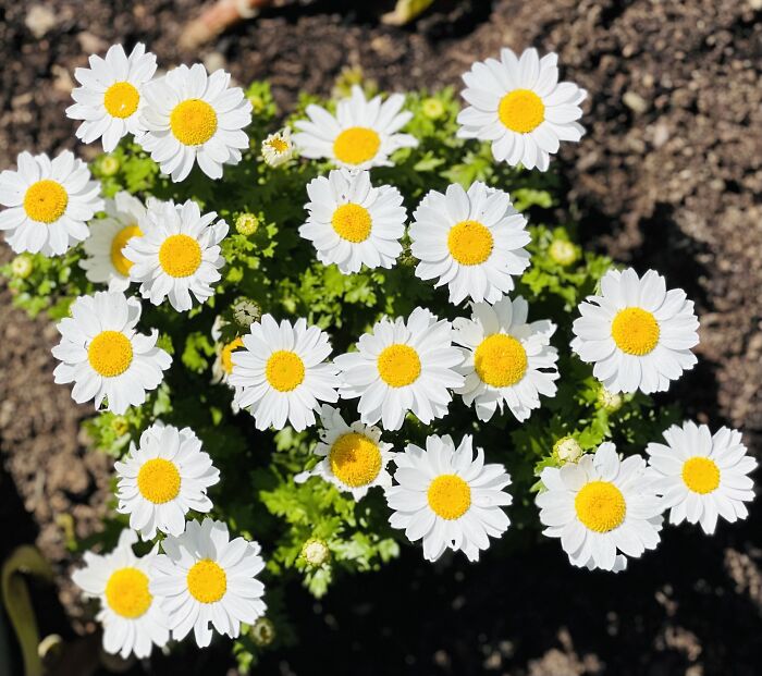 Hey Pandas, Show Us A Photo Of A Flower In Your Garden (Closed) Hey Pandas, Show Us A Photo Of A Flower In Your Garden (Closed)