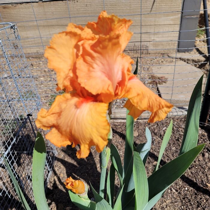 Hey Pandas, Show Us A Photo Of A Flower In Your Garden (Closed) Hey Pandas, Show Us A Photo Of A Flower In Your Garden (Closed)