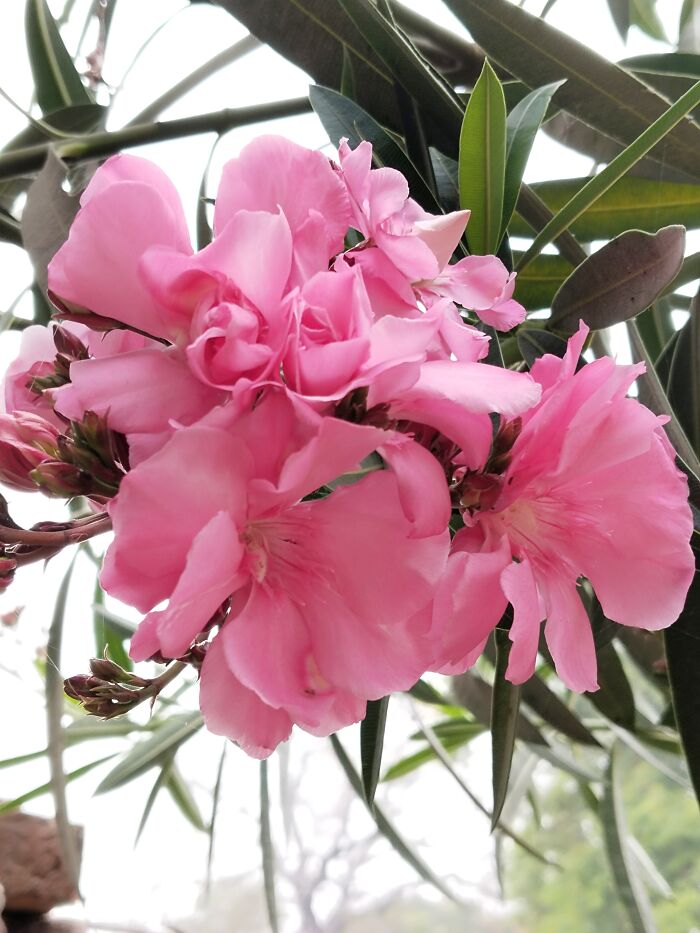 Hey Pandas, Show Us A Photo Of A Flower In Your Garden (Closed) Hey Pandas, Show Us A Photo Of A Flower In Your Garden (Closed)