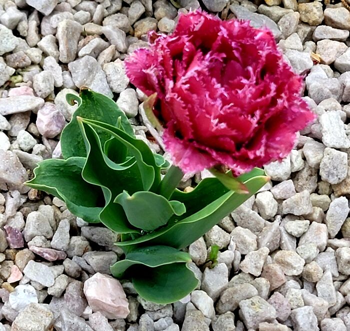 Hey Pandas, Show Us A Photo Of A Flower In Your Garden (Closed) Hey Pandas, Show Us A Photo Of A Flower In Your Garden (Closed)