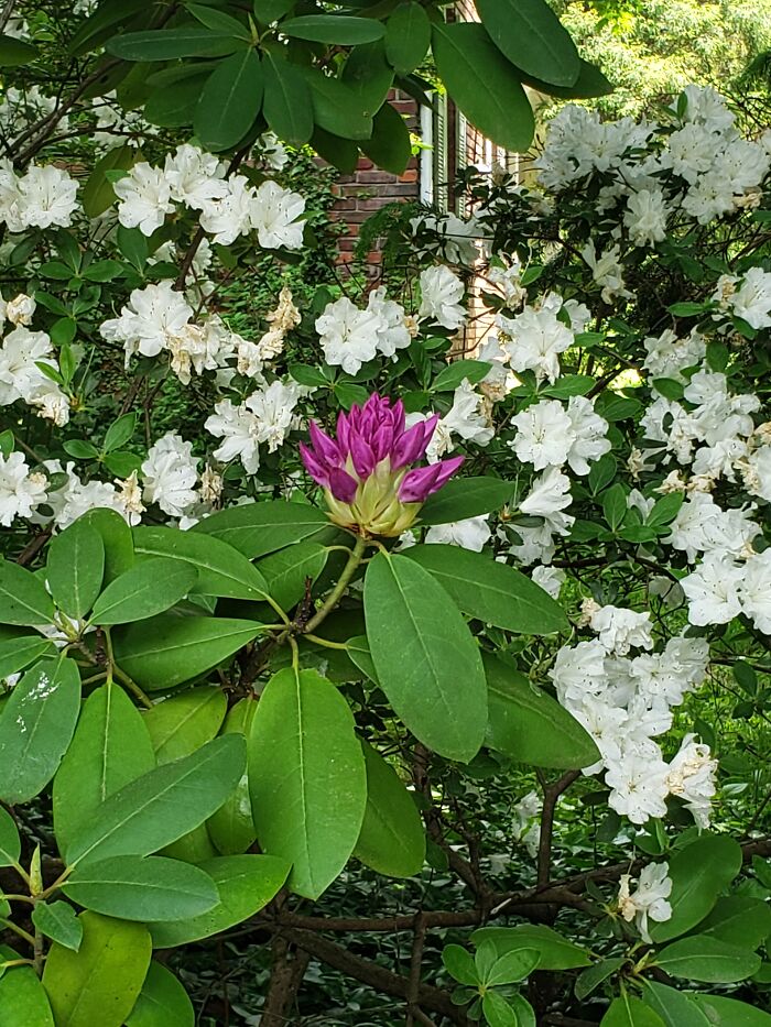 Hey Pandas, Show Us A Photo Of A Flower In Your Garden (Closed) Hey Pandas, Show Us A Photo Of A Flower In Your Garden (Closed)