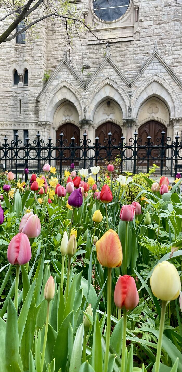 Hey Pandas, Show Us A Photo Of A Flower In Your Garden (Closed) Hey Pandas, Show Us A Photo Of A Flower In Your Garden (Closed)
