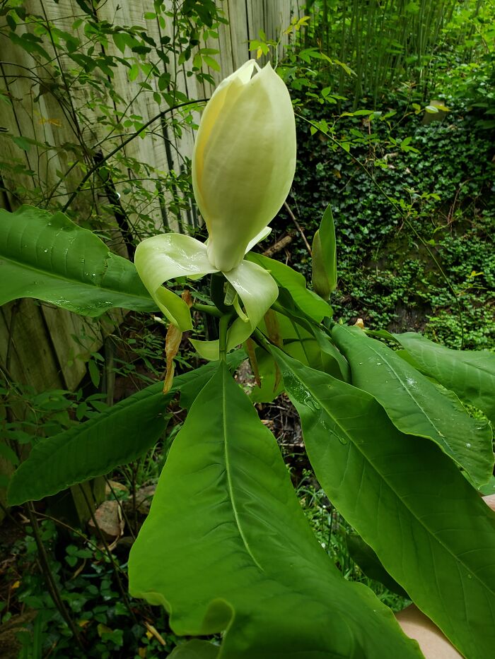 Hey Pandas, Show Us A Photo Of A Flower In Your Garden (Closed) Hey Pandas, Show Us A Photo Of A Flower In Your Garden (Closed)