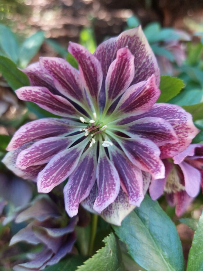 Hey Pandas, Show Us A Photo Of A Flower In Your Garden (Closed) Hey Pandas, Show Us A Photo Of A Flower In Your Garden (Closed)