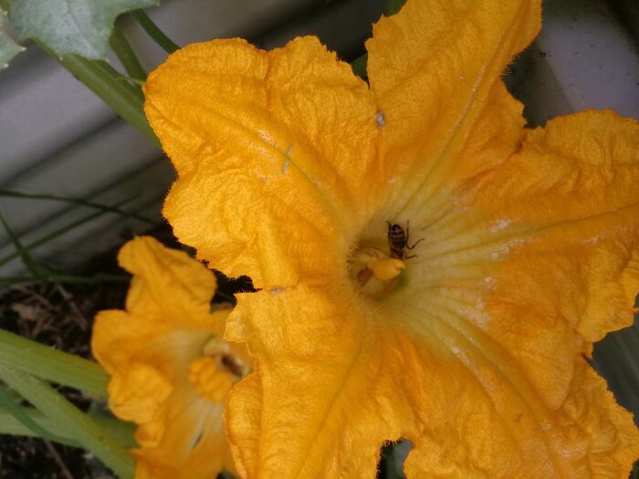 Hey Pandas, Show Us A Photo Of A Flower In Your Garden (Closed) Hey Pandas, Show Us A Photo Of A Flower In Your Garden (Closed)