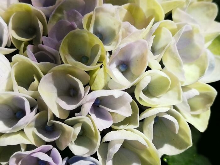 Hey Pandas, Show Us A Photo Of A Flower In Your Garden (Closed) Hey Pandas, Show Us A Photo Of A Flower In Your Garden (Closed)