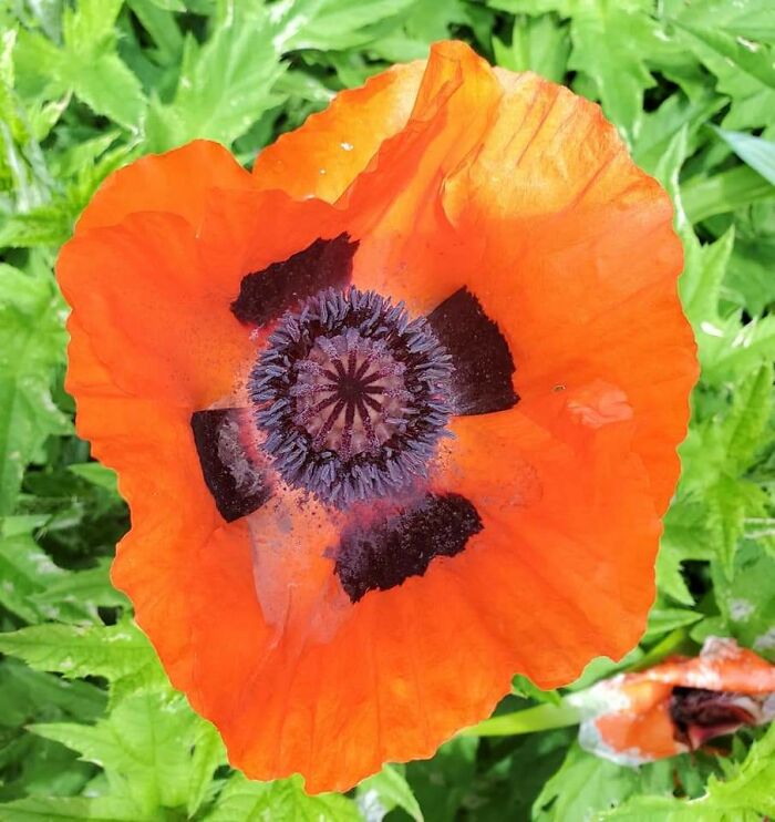 Hey Pandas, Show Us A Photo Of A Flower In Your Garden (Closed) Hey Pandas, Show Us A Photo Of A Flower In Your Garden (Closed)