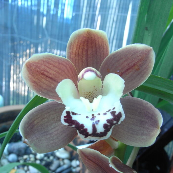 Hey Pandas, Show Us A Photo Of A Flower In Your Garden (Closed) Hey Pandas, Show Us A Photo Of A Flower In Your Garden (Closed)