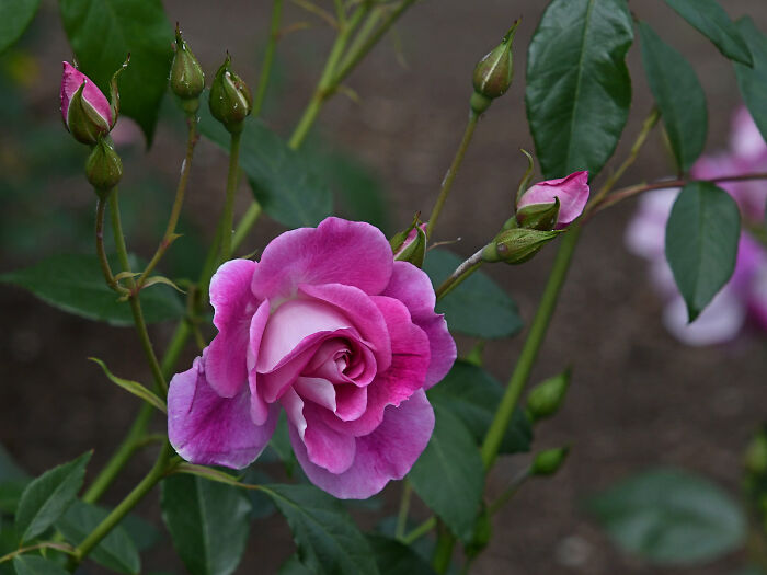 Hey Pandas, Show Us A Photo Of A Flower In Your Garden (Closed) Hey Pandas, Show Us A Photo Of A Flower In Your Garden (Closed)