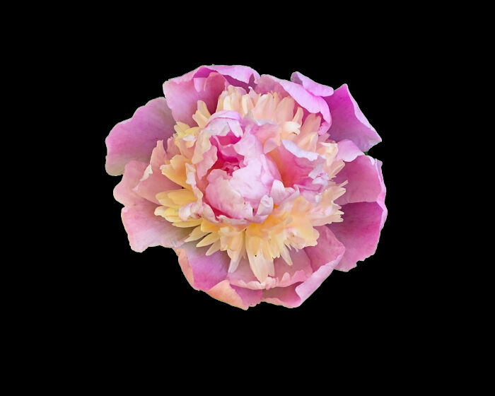 Hey Pandas, Show Us A Photo Of A Flower In Your Garden (Closed) Hey Pandas, Show Us A Photo Of A Flower In Your Garden (Closed)