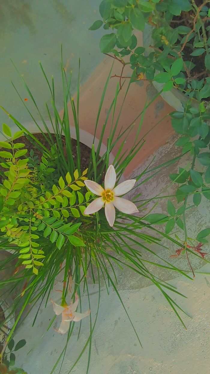 Hey Pandas, Show Us A Photo Of A Flower In Your Garden (Closed) Hey Pandas, Show Us A Photo Of A Flower In Your Garden (Closed)