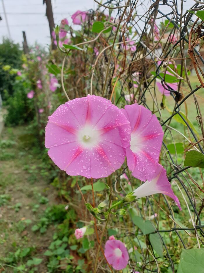 Hey Pandas, Show Us A Photo Of A Flower In Your Garden (Closed) Hey Pandas, Show Us A Photo Of A Flower In Your Garden (Closed)