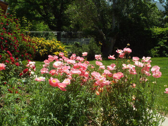 Hey Pandas, Show Us A Photo Of A Flower In Your Garden (Closed) Hey Pandas, Show Us A Photo Of A Flower In Your Garden (Closed)