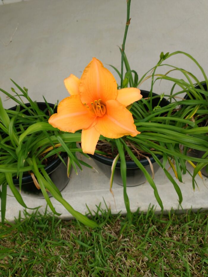 Hey Pandas, Show Us A Photo Of A Flower In Your Garden (Closed) Hey Pandas, Show Us A Photo Of A Flower In Your Garden (Closed)