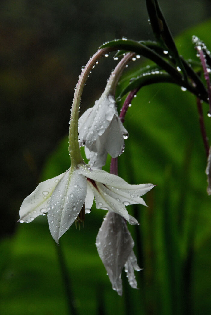 Hey Pandas, Show Us A Photo Of A Flower In Your Garden (Closed) Hey Pandas, Show Us A Photo Of A Flower In Your Garden (Closed)