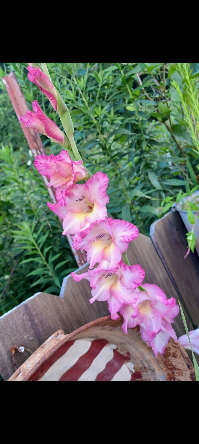 Hey Pandas, Show Us A Photo Of A Flower In Your Garden (Closed) Hey Pandas, Show Us A Photo Of A Flower In Your Garden (Closed)