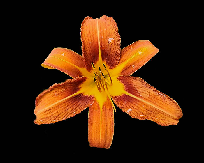 Hey Pandas, Show Us A Photo Of A Flower In Your Garden (Closed) Hey Pandas, Show Us A Photo Of A Flower In Your Garden (Closed)