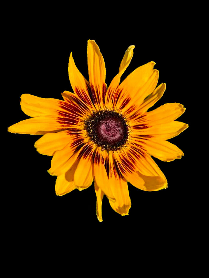 Hey Pandas, Show Us A Photo Of A Flower In Your Garden (Closed) Hey Pandas, Show Us A Photo Of A Flower In Your Garden (Closed)