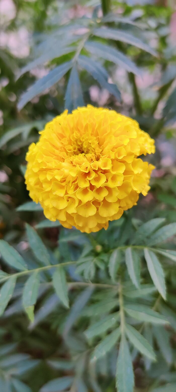 Hey Pandas, Show Us A Photo Of A Flower In Your Garden (Closed) Hey Pandas, Show Us A Photo Of A Flower In Your Garden (Closed)