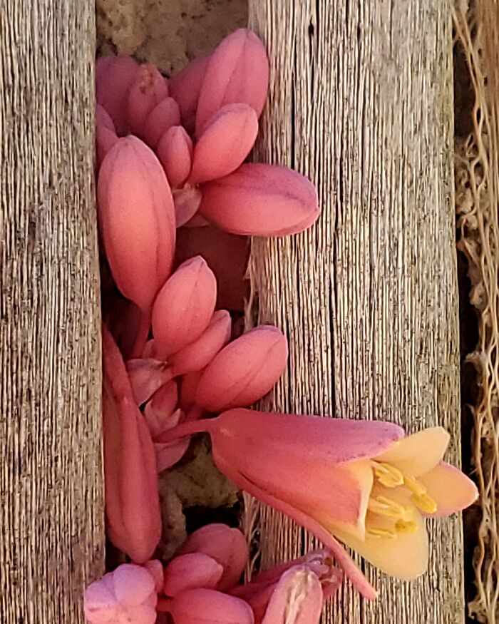 Hey Pandas, Show Us A Photo Of A Flower In Your Garden (Closed) Hey Pandas, Show Us A Photo Of A Flower In Your Garden (Closed)