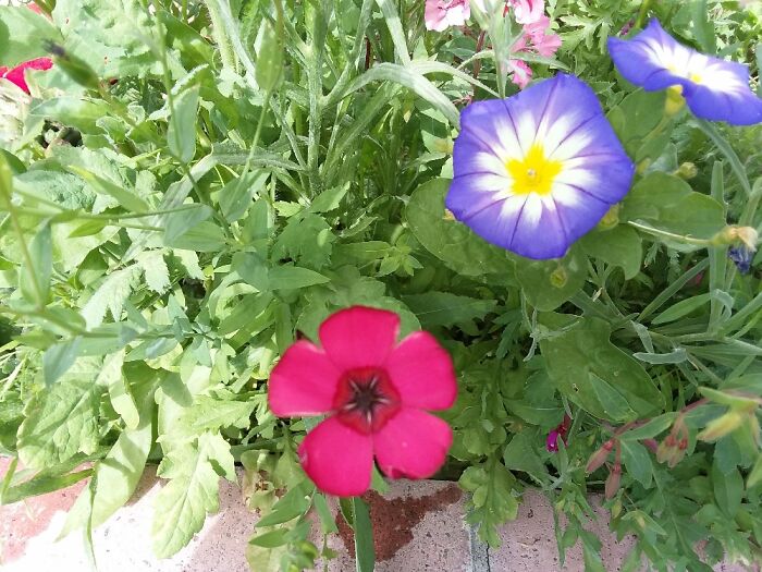 Hey Pandas, Show Us A Photo Of A Flower In Your Garden (Closed) Hey Pandas, Show Us A Photo Of A Flower In Your Garden (Closed)