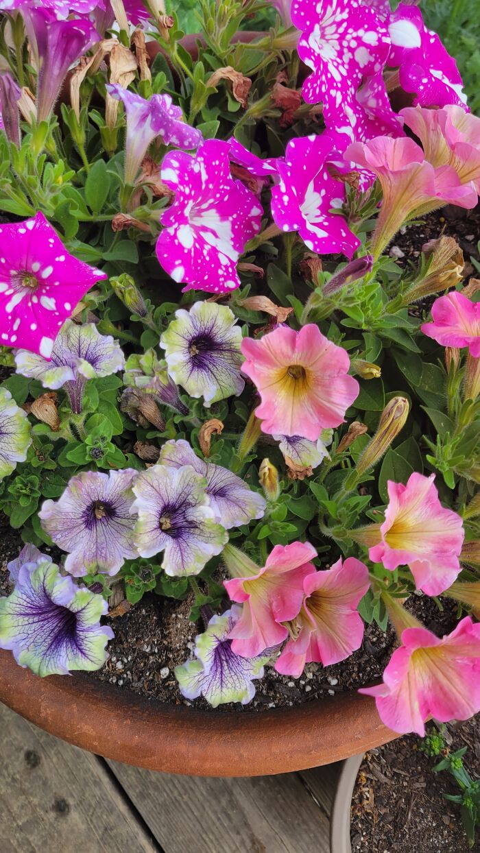 Hey Pandas, Show Us A Photo Of A Flower In Your Garden (Closed) Hey Pandas, Show Us A Photo Of A Flower In Your Garden (Closed)