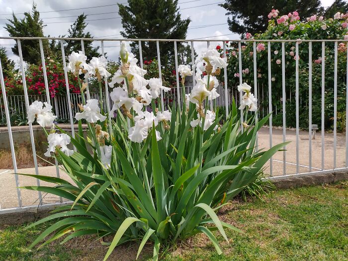 Hey Pandas, Show Us A Photo Of A Flower In Your Garden (Closed) Hey Pandas, Show Us A Photo Of A Flower In Your Garden (Closed)