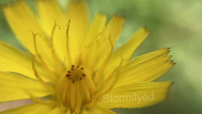 Hey Pandas, Show Us A Photo Of A Flower In Your Garden (Closed) Hey Pandas, Show Us A Photo Of A Flower In Your Garden (Closed)