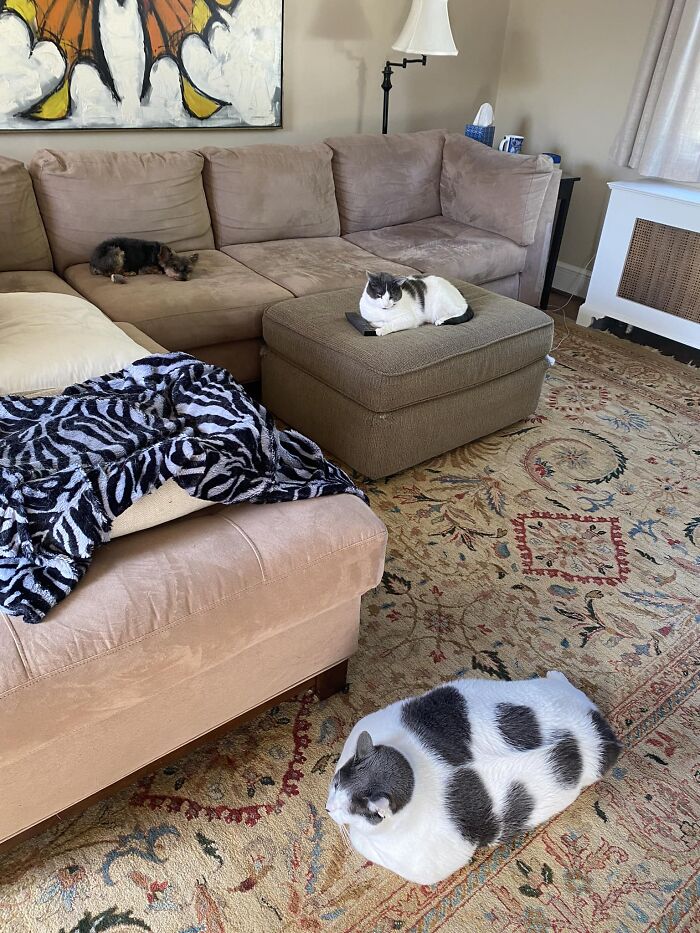 The Journey Of Patches, A 40-Pound Cat, Begins Anew After He Gets Adopted And Is Put On A Special Diet The Journey Of Patches, A 40-Pound Cat, Begins Anew After He Gets Adopted And Is Put On A Special Diet