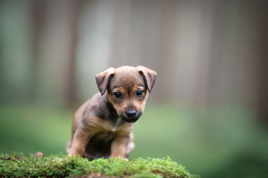 19 Pictures Of Adorable Puppies I’ve Photographed 19 Pictures Of Adorable Puppies I’ve Photographed