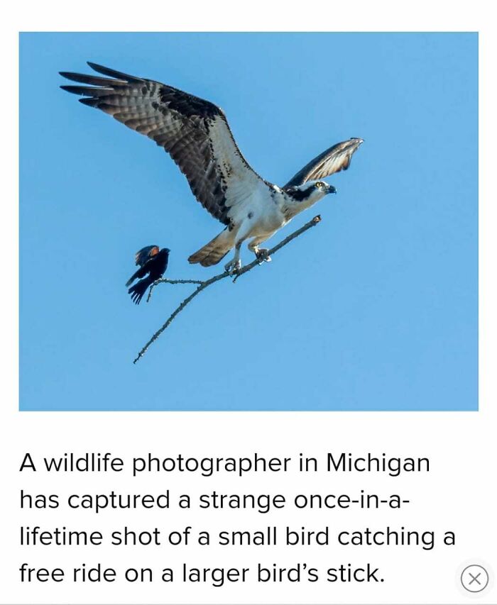 This Internet Group Shares Images Of Birds Being Jerks, Here Are The 40 Funniest Ones This Internet Group Shares Images Of Birds Being Jerks, Here Are The 40 Funniest Ones