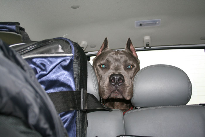 Karen Has A Meltdown Over Service Dog And Calls The Cops, Gets Banned From Walmart For A Year