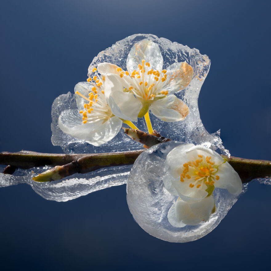 Since It’s Spring Already, Here Are Some Close-Up Shots Of Frozen Flowers In The Netherlands (13 Pics) Since It’s Spring Already, Here Are Some Close-Up Shots Of Frozen Flowers In The Netherlands (13 Pics)