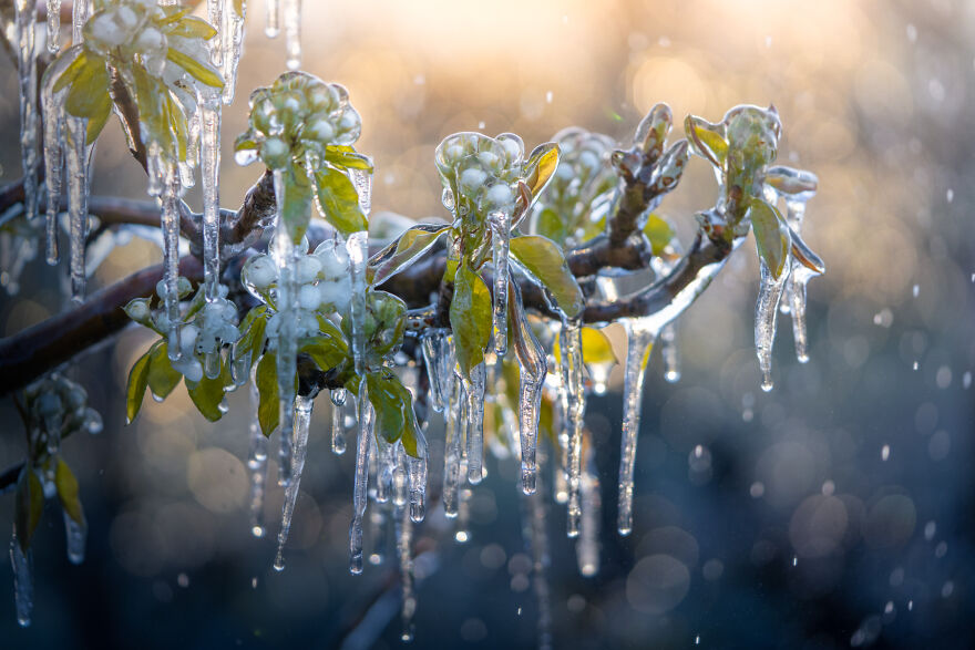 Since It’s Spring Already, Here Are Some Close-Up Shots Of Frozen Flowers In The Netherlands (13 Pics) Since It’s Spring Already, Here Are Some Close-Up Shots Of Frozen Flowers In The Netherlands (13 Pics)
