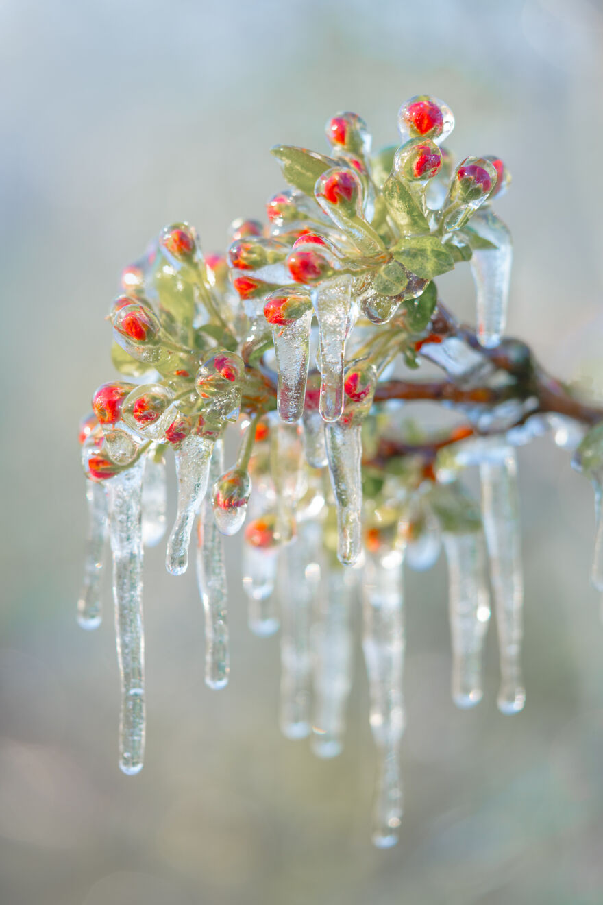 Since It’s Spring Already, Here Are Some Close-Up Shots Of Frozen Flowers In The Netherlands (13 Pics) Since It’s Spring Already, Here Are Some Close-Up Shots Of Frozen Flowers In The Netherlands (13 Pics)